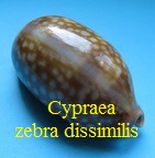 Cypraea zebra dissimilis, Schilder 1924